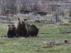 Attentive bears