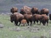 Bison with little 'Red Dogs'