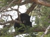Black bear observing from a tree