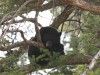 Black bear observing from a tree