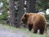 Brown bear cub extremely close