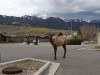 Daily visitors to Yellowstone Big Rock Inn