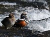 Harlequin ducks at LeHardy Rapids