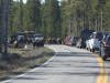 Huge bison jam