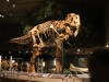 Fantastic T Rex