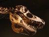 Would not want to run into one of these