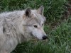Wolf Koa is three