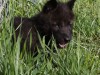 Wolf puppy Raven