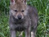 Wolf puppy Shilo