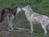 Shasta (4 years) and Koa love to play