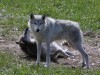 More play time for Shasta and Koa