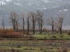 Yellowstone scenery