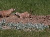Prairie Dog colony