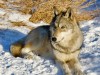 Shilo at 7 months