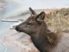 Elk at West Thumb by Geyser