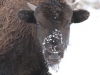 Young Buffalo in the Snow