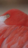 Flamingo-1-8-04-Medium
