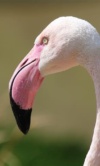 Flamingo-Trimimg_8969-Small