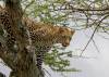 Leopard in the Serengeti