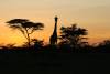 Sunset Mara North Conservancy