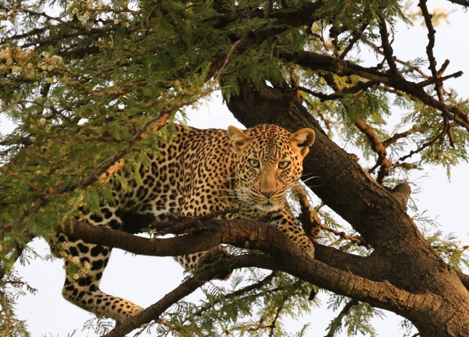 Ndoto in Mara North Conservancy 2024 - Kenya