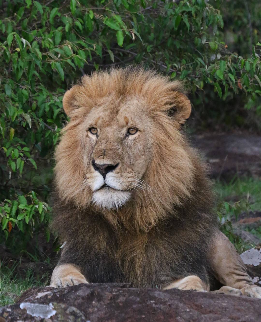 Buly in Naboisho Conservancy - Kenya
