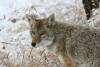 Coyote in Yellowstone