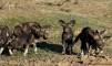 Wild Dogs at Ol Pejeta