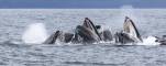 Humpback bubble-net feeding - Alaska