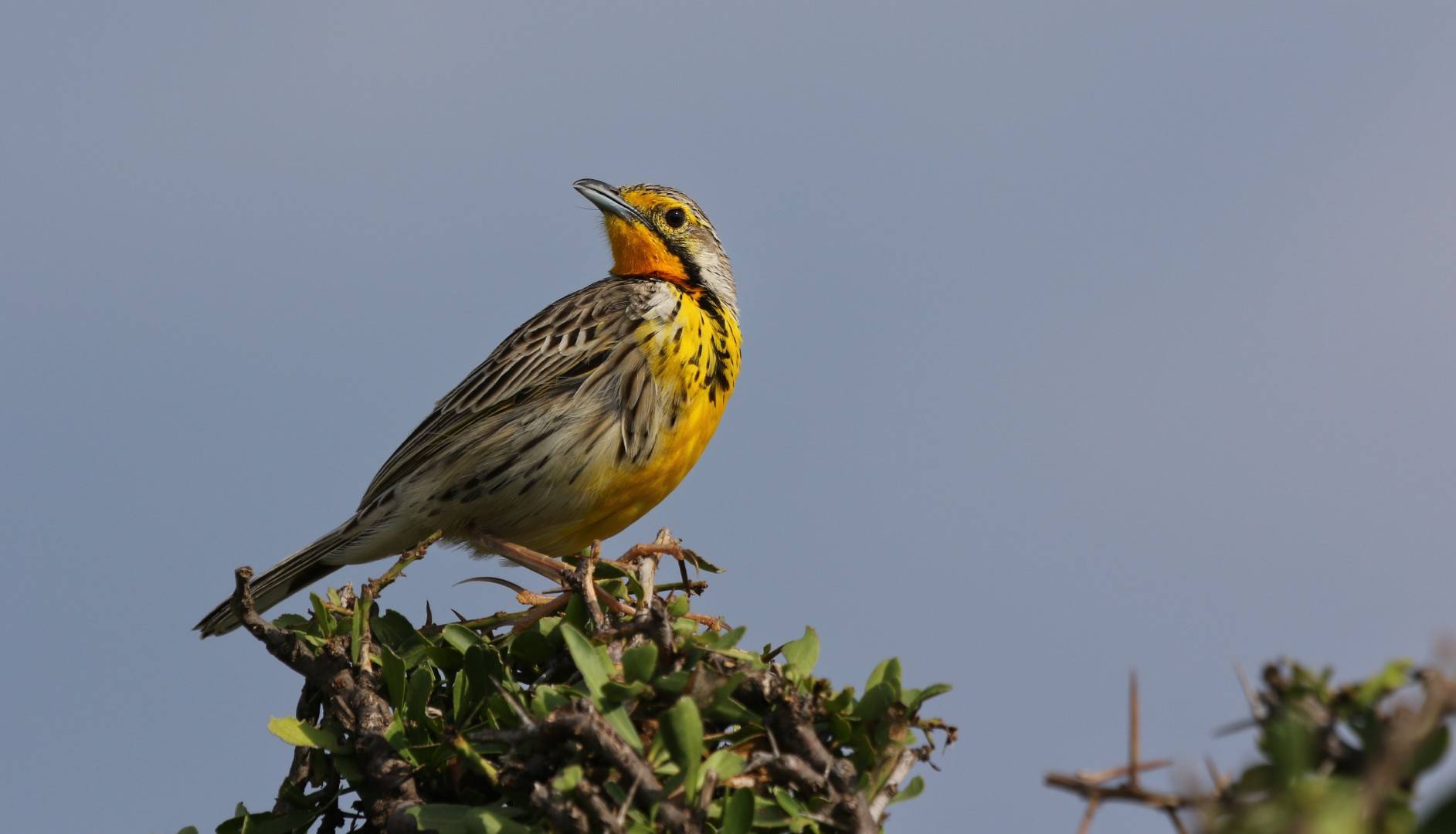 Yellow-throated Longclaw - Kenya