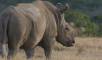 Najin, One of Two Globally Remaining Northern White Rhinos