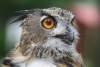 Eagle Owl