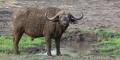 Cape Buffalo - Meru