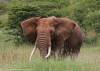 Elephant at Naboisho Conservancy